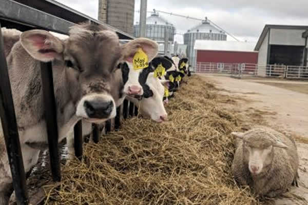 Dairy Farm Tours Family Rates