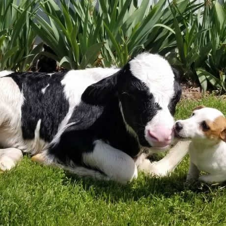 Explore a Dairy Farm