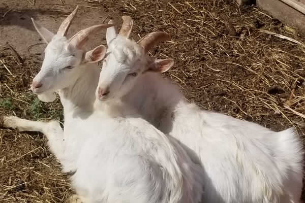 Fall WI Dairy Farm Tours