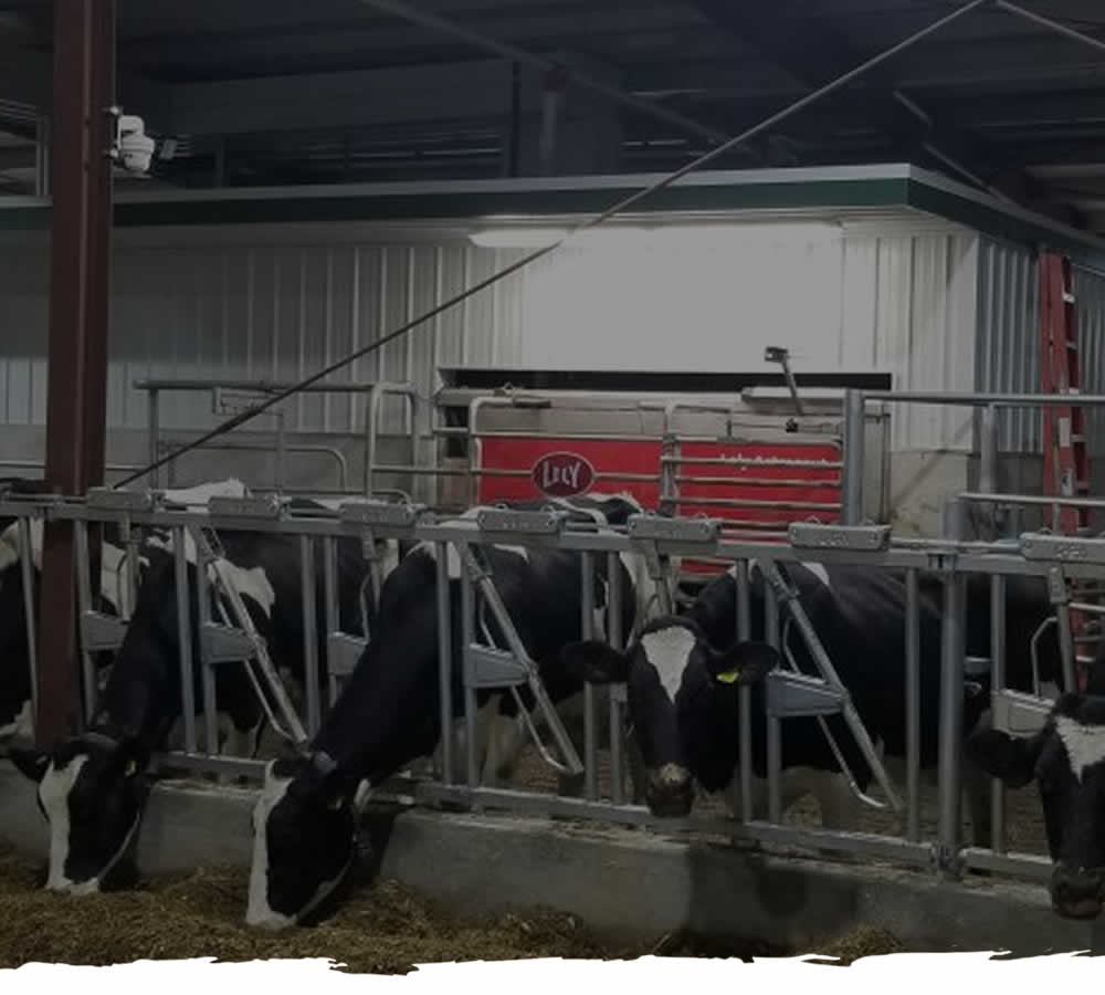 Family Rates Dairy Farm Tours WI