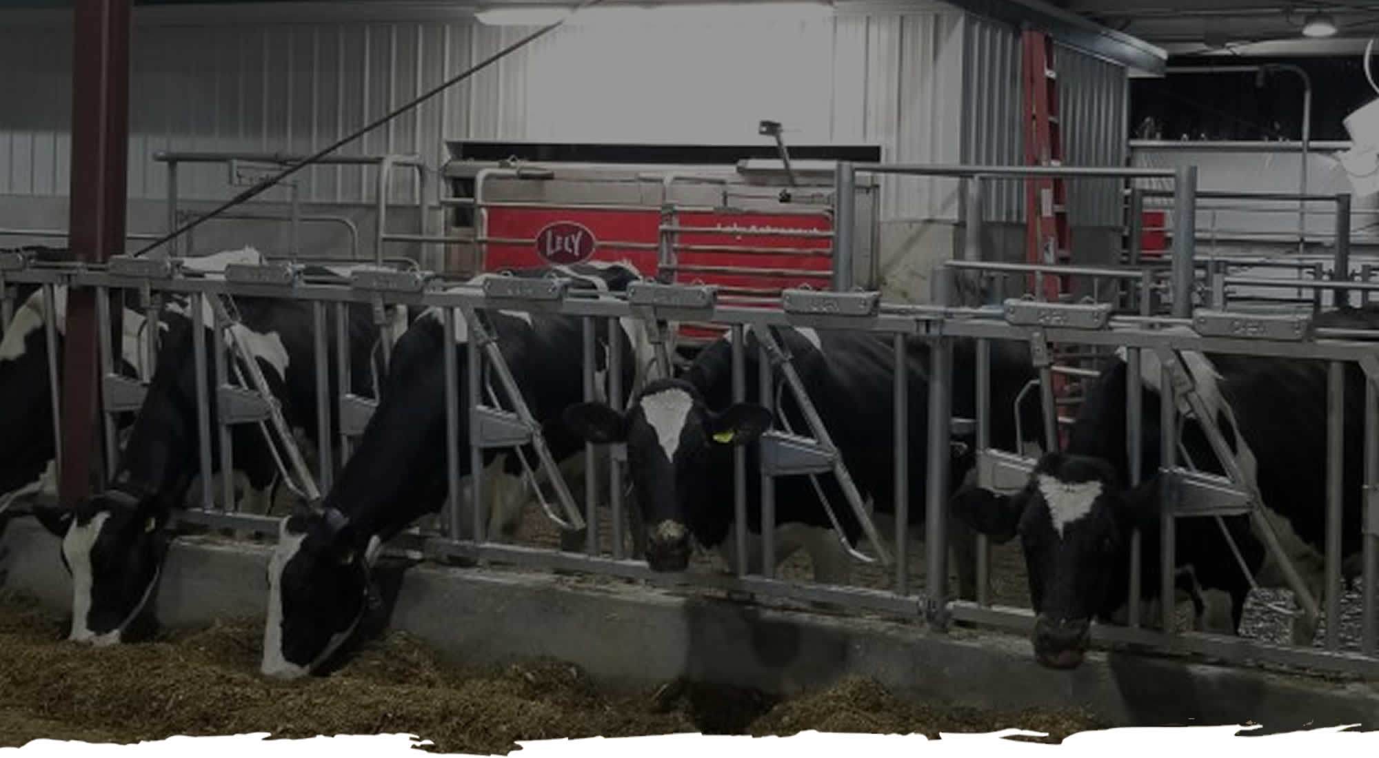 Family Rates Dairy Farm Tours