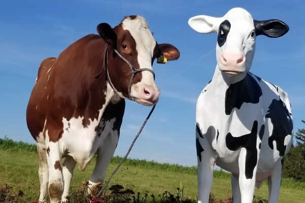 Family Tours at Hinchley's Dairy Farm in WI