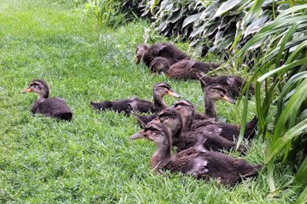 Group Tours at Hinchley's Dairy Farm in WI