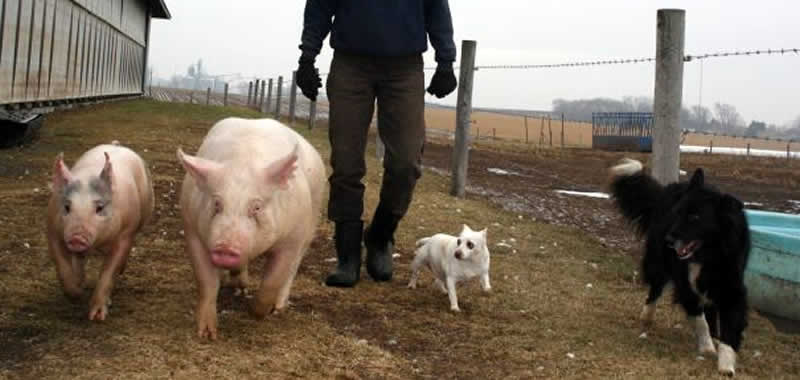 Meet our Animals in WI