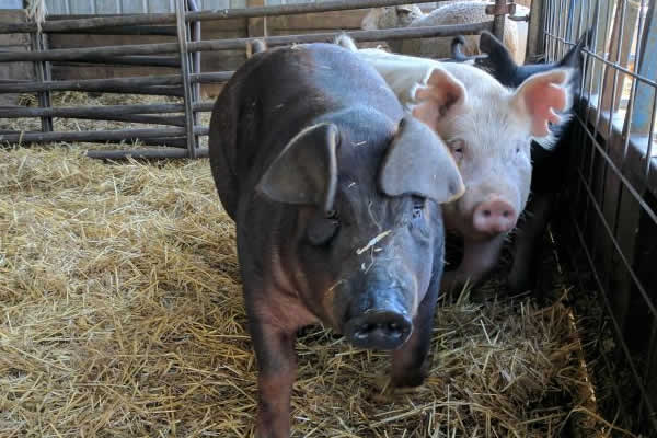 Spring WI Dairy Farm Tours