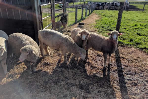 Summer WI Dairy Farm Tours