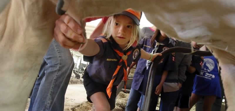 Want to Milk a Cow in WI